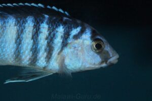 Labidochromis chisumulae